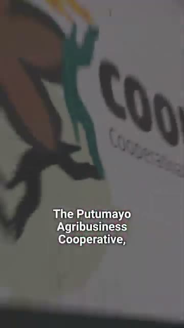 Proyecto productivo en Putumayo: la ONUC brinda asistencia técnica y la cooperativa integra 700 beneficiarios