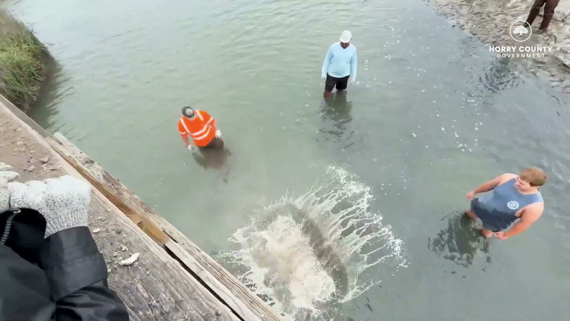 Volunteers install 70 oyster baskets in Garden City as students observe reef restoration