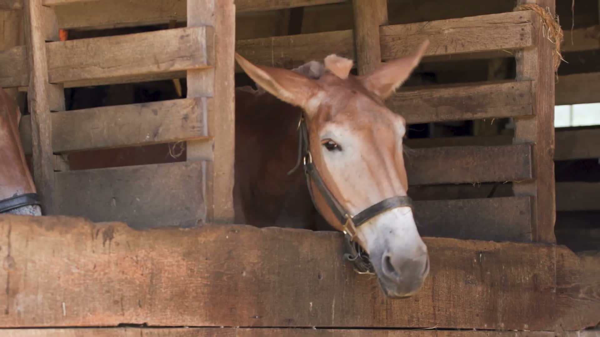 County hosts 'History with Hanlon and Arnone' visits to Longstreet Farm and InfoAge museums